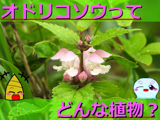 Thumbnail of post image 011